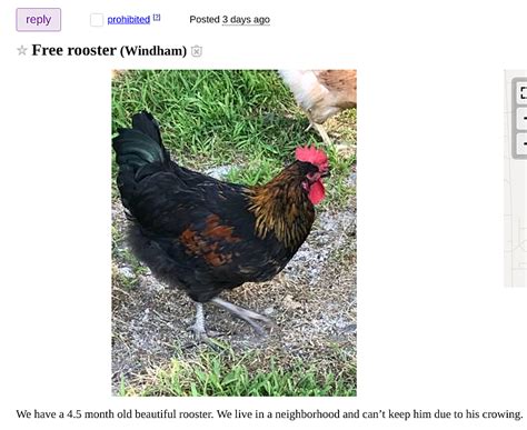 roosters for sale near me craigslist